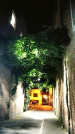 Walkway along trees