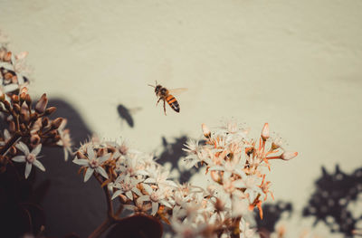 Close-up of bee pollinating flower