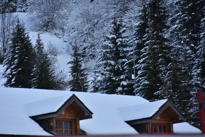 Snow covered house and trees in forest