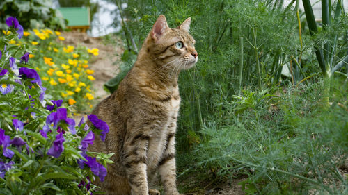 Cat looking away