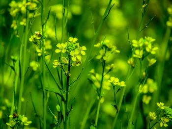 Close-up of flowering plants on field