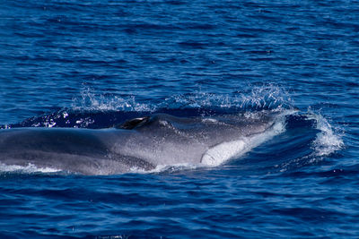 View of whale swimming in sea