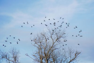 Low angle view of birds flying in sky