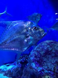 Close-up of fish swimming in aquarium