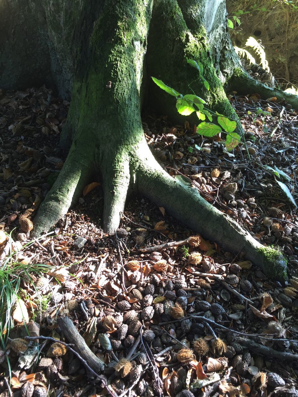 DEAD TREE IN FOREST