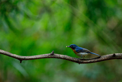 Close-up of bird perching on branch