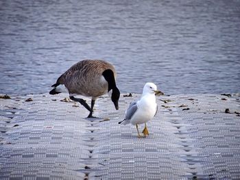 Close-up of duck and seagull at lakeshore