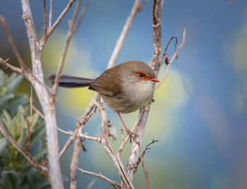 Close-up of bird perching on branch