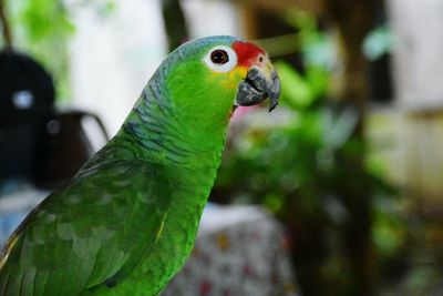 Close-up of parrot perching on leaf