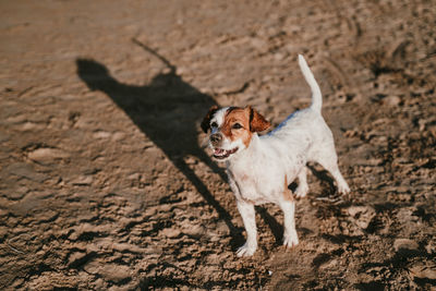High angle view of dog on beach