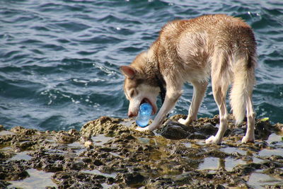 Dog carrying bottle in mouth at shore