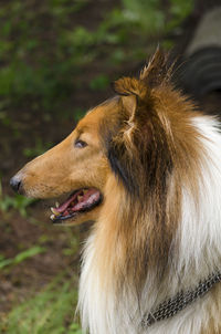 Close-up of dog outdoors