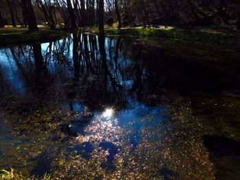 Reflection of trees in water