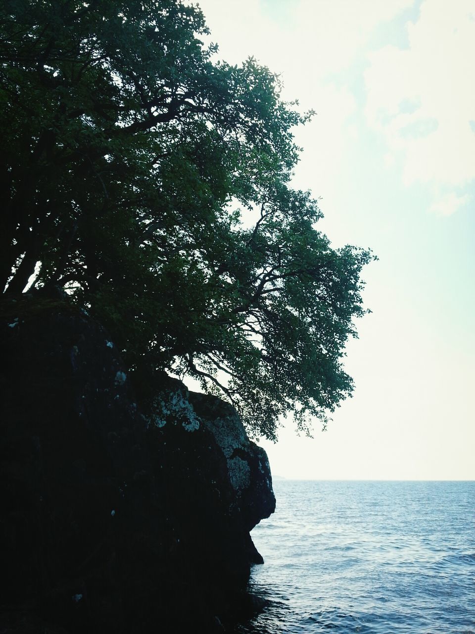 sea, water, tranquility, tranquil scene, tree, horizon over water, scenics, sky, beauty in nature, nature, waterfront, idyllic, growth, rock - object, branch, outdoors, day, no people, rippled, remote