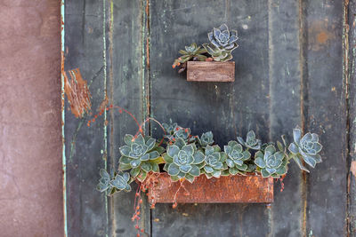 View of succulents plants on wall