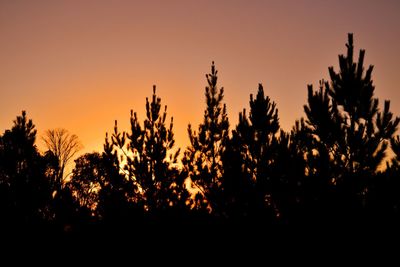 Close-up of silhouette trees against sky during sunset