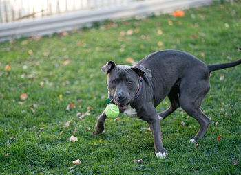 Close up of a pitbull puppy playing with a tennis ball in a green field