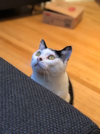 Close-up of a cat looking away