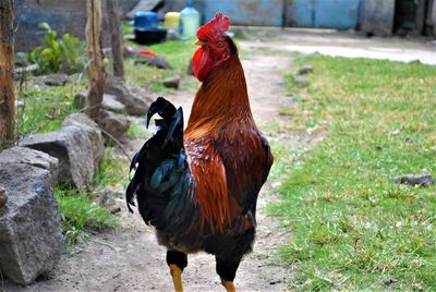 Close-up of rooster on field