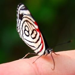 Close-up of butterfly on leaf