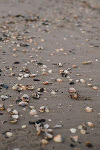 High angle view of shells on sand