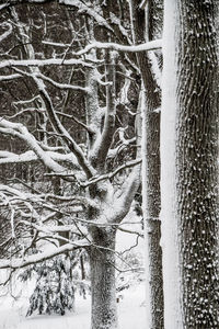 Bare trees on snow covered landscape