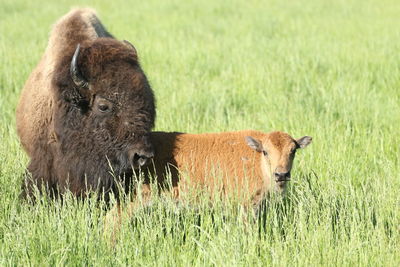 Buffalos standing on grassy field