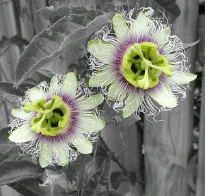 Close-up of flowers