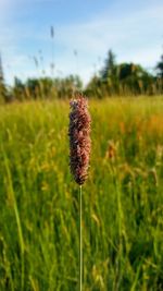 Close-up of wheat growing on field against sky