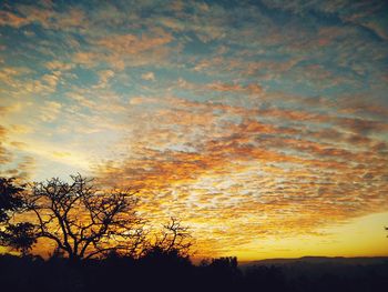 Silhouette of trees at sunset