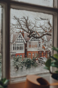 Bare tree in front of building