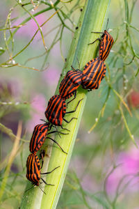 Strip bug climbs high on a dill stalk, against green background