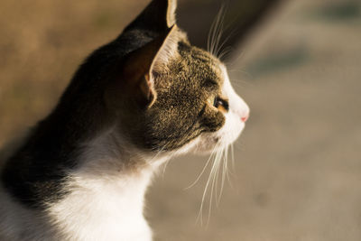 Close-up of cat sitting outdoors