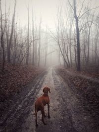 Rear view of dog on dirt road in forest during foggy weather