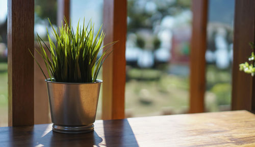 Close-up of potted plant on table