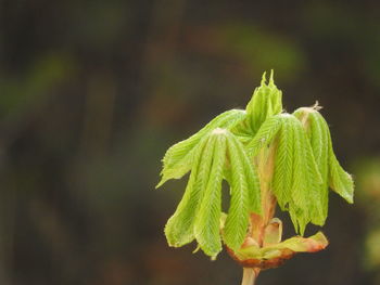 Close-up of green plant