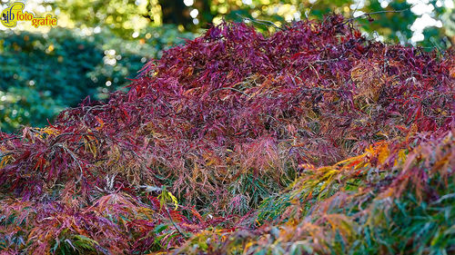 Close-up of autumn tree