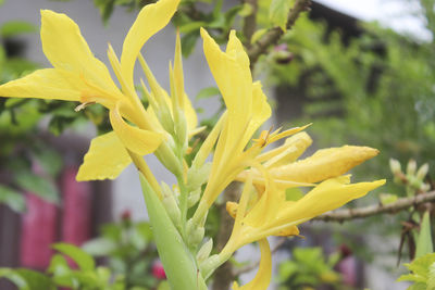 Close-up of yellow flowering plant