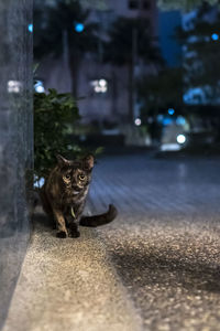 Portrait of dog at night