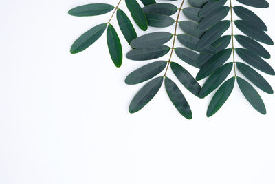 Close-up of potted plant against white background