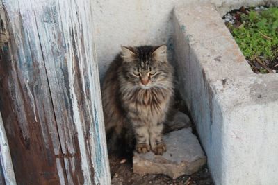 Portrait of cat