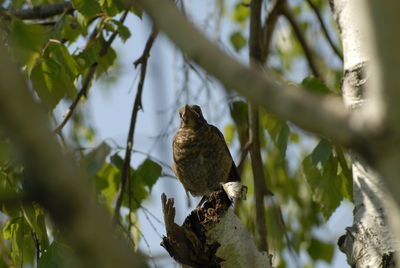 Low angle view of bird perching on tree