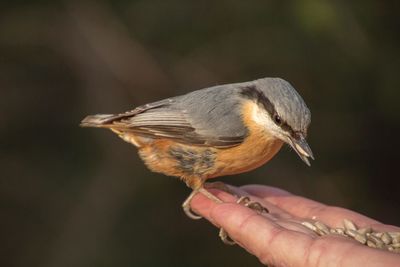 Close-up of hand holding bird