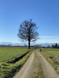 Bare tree on field against clear blue sky