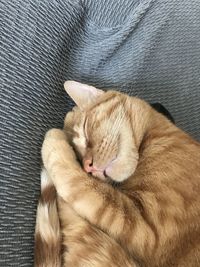 High angle view of cat sleeping on sofa