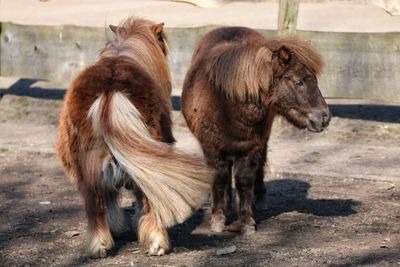 Horses standing outdoors