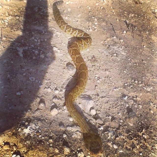 animal themes, animals in the wild, wildlife, one animal, reptile, high angle view, sand, lizard, nature, beach, day, outdoors, sunlight, no people, full length, side view, shore, rock - object, bird, shadow