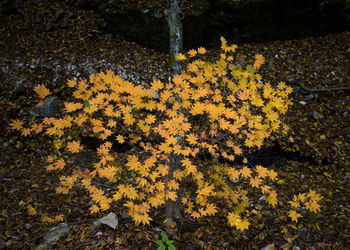 Close-up of yellow flowers against trees