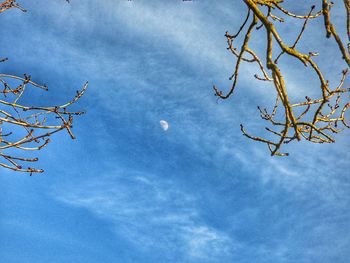 Low angle view of bare tree against blue sky