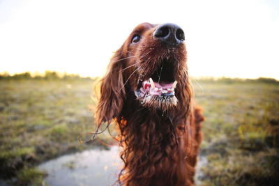 Close-up portrait of a dog on field